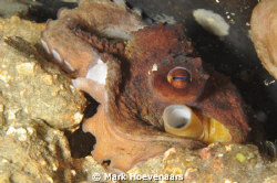 Baby octopus in a trash can. Blue Heron Bridge, Jupiter, ... by Mark Hoevenaars 